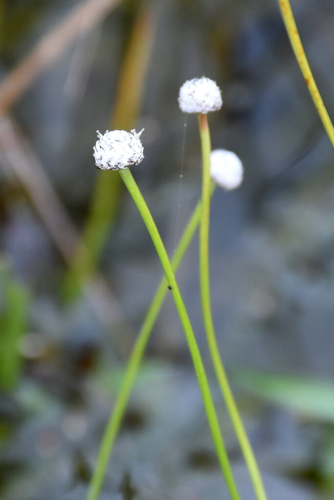 Eriocaulon willdenovianum - Maurice