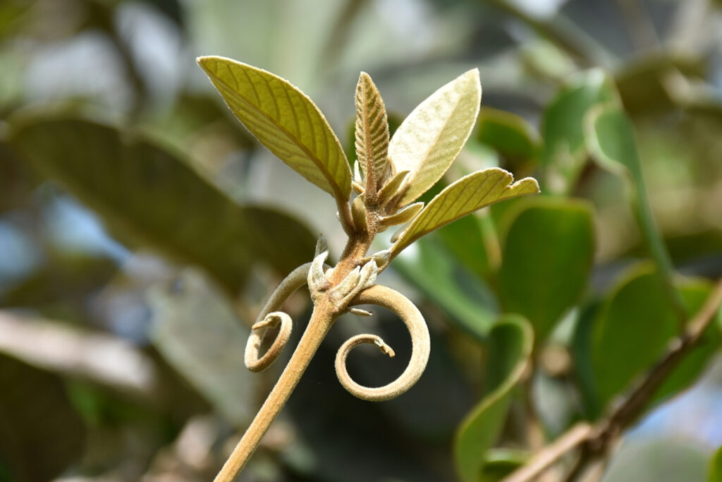 Hugonia tomentosa - Maurice
