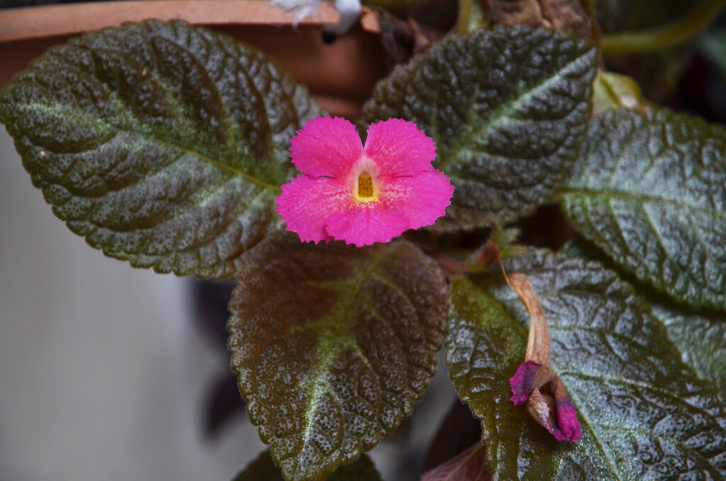 Episcia cupreata - Maurice