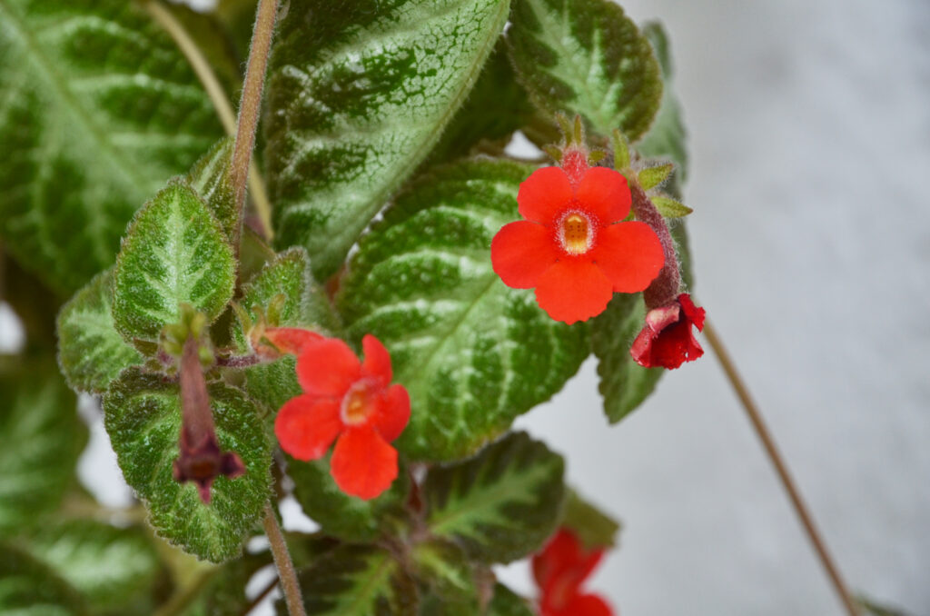 Episcia reptans - Maurice