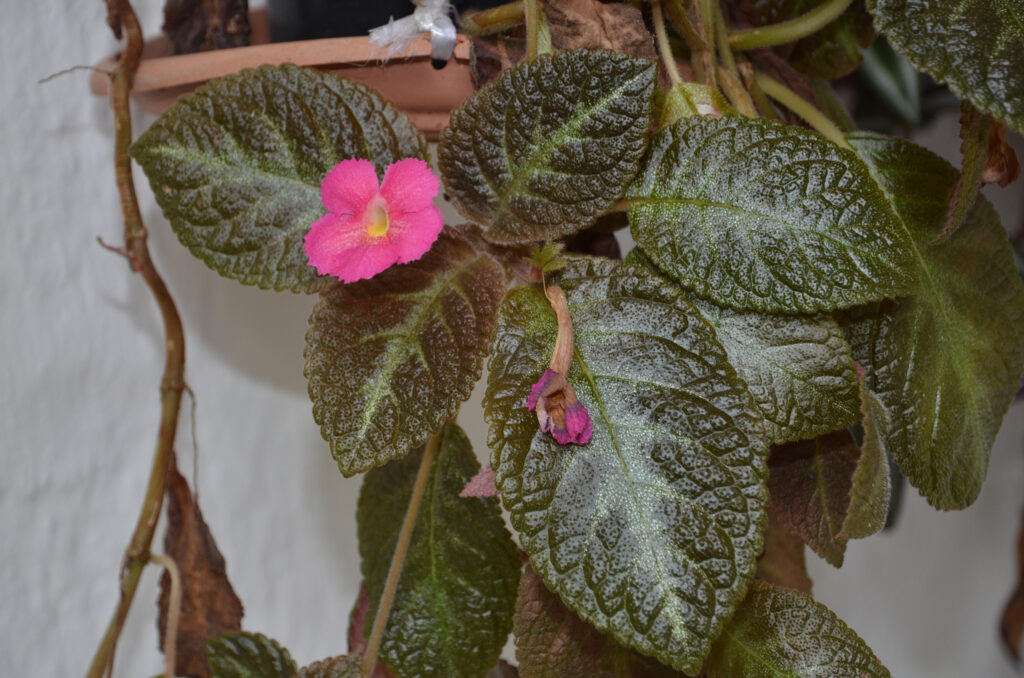 Episcia cupreata - Maurice