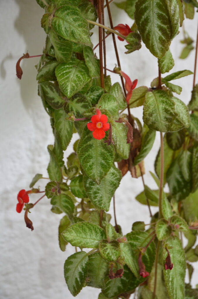 Episcia reptans - Maurice