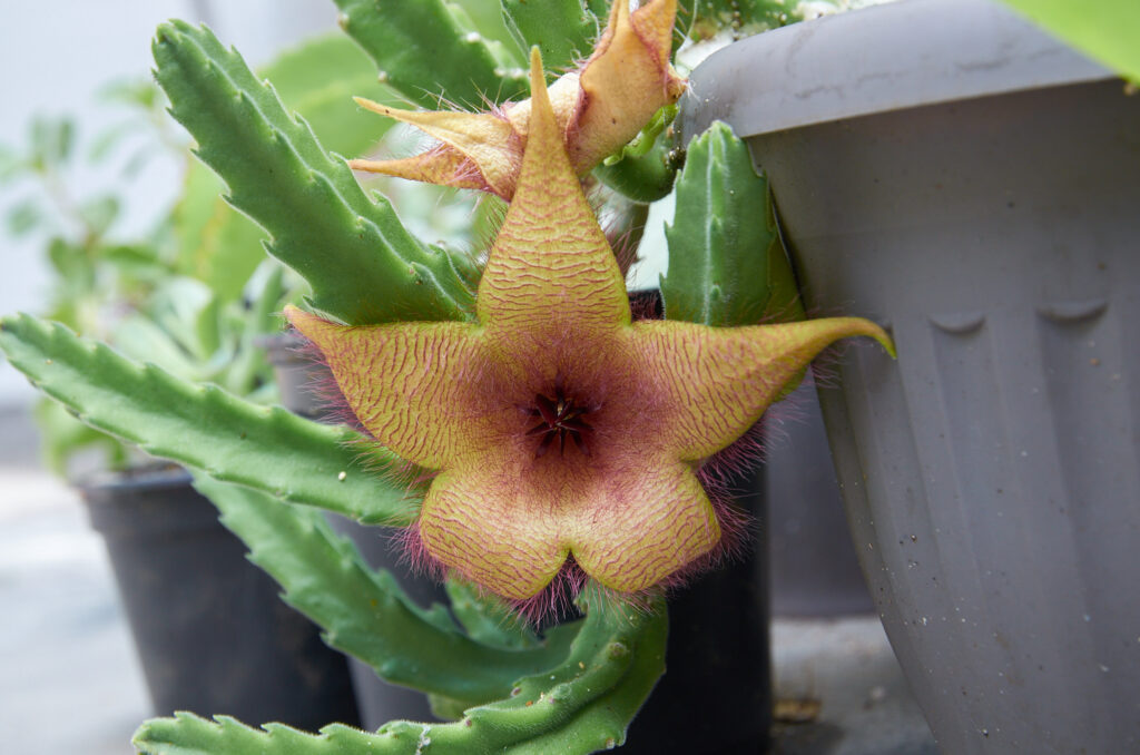Stapelia gigantea - Maurice