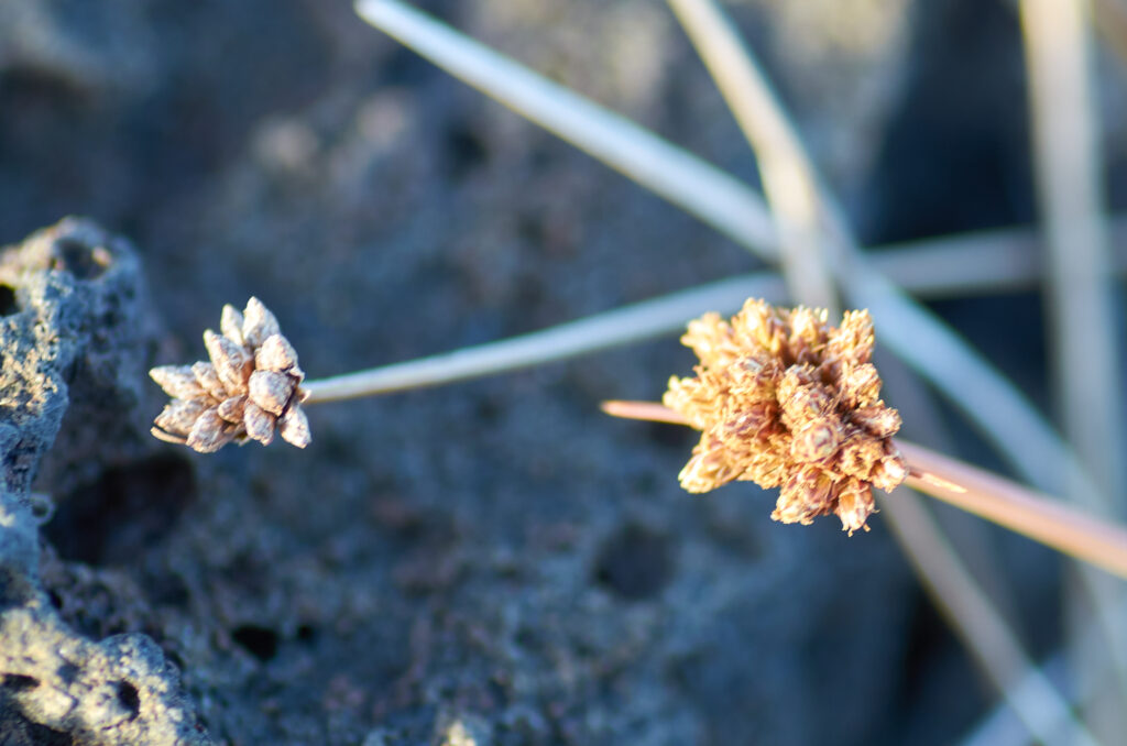 Fimbristylis cymosa - Maurice