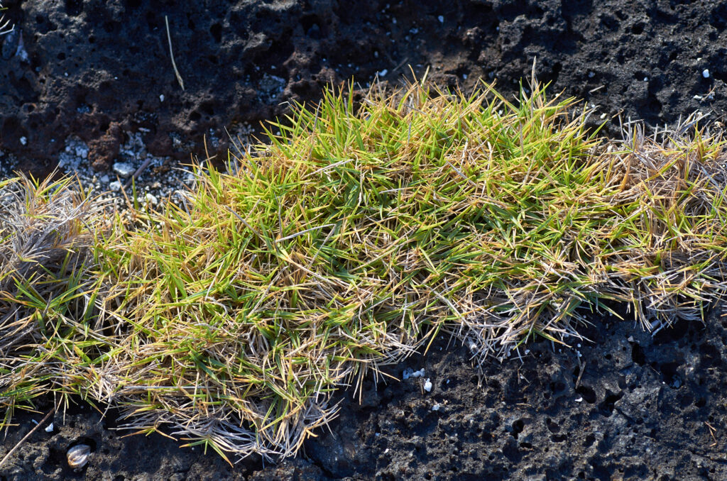 Zoysia matrella - Maurice