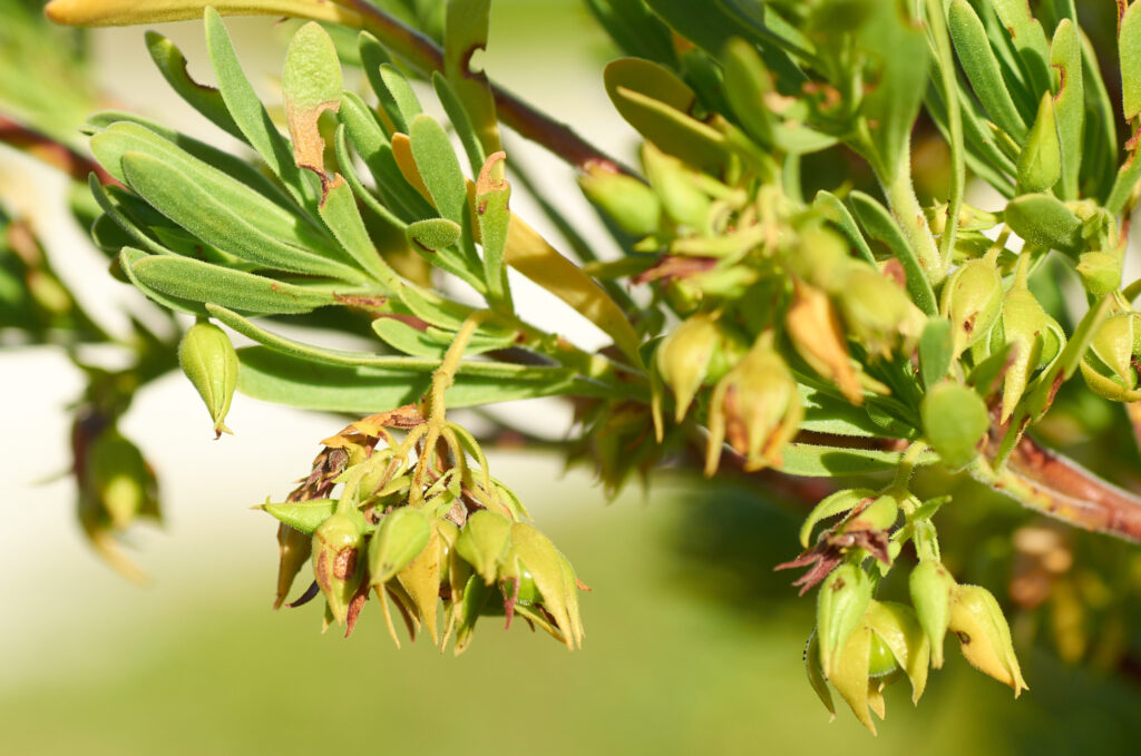 Suriana maritima - Maurice
