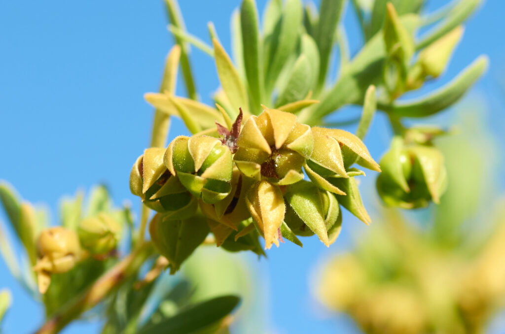 Suriana maritima - Maurice