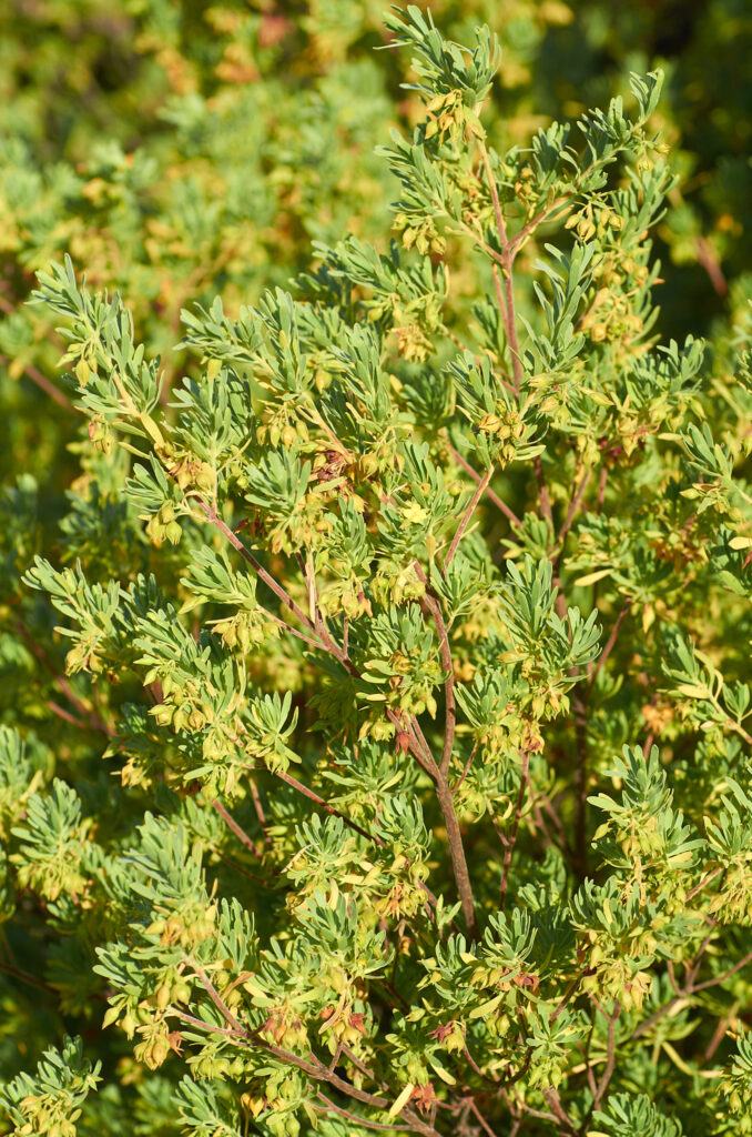 Suriana maritima - Maurice