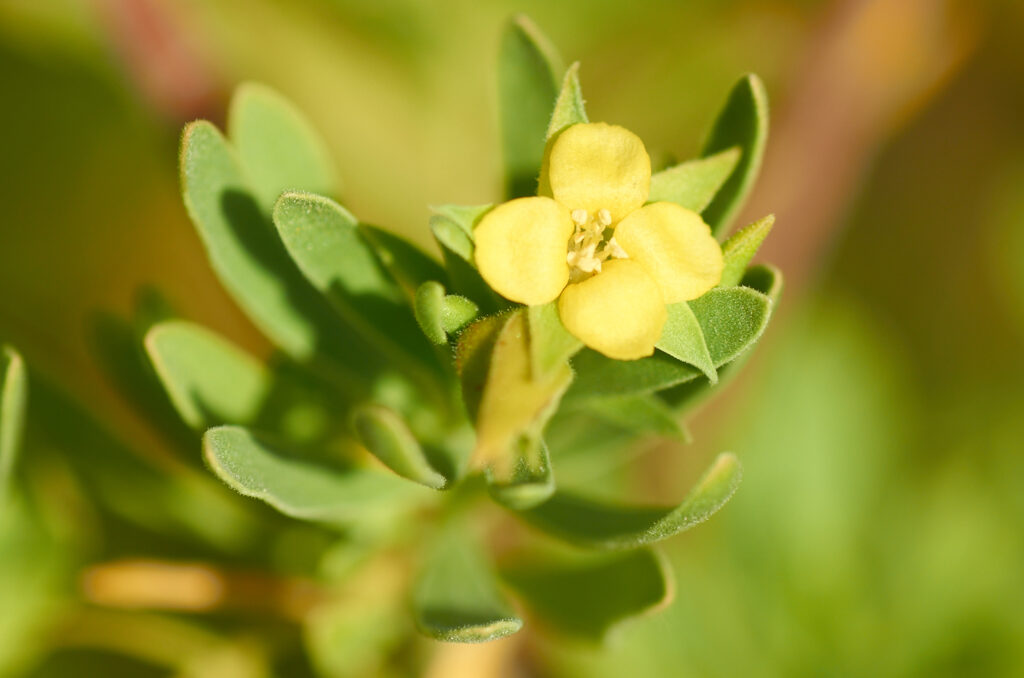 Suriana maritima - Maurice