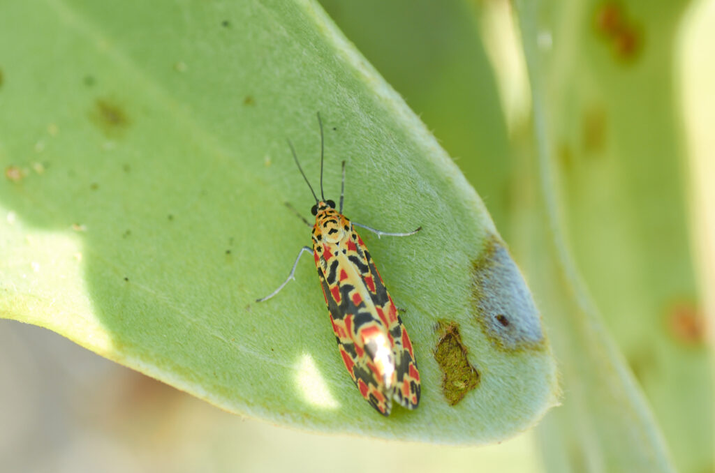 Utetheisia elata elata - Maurice