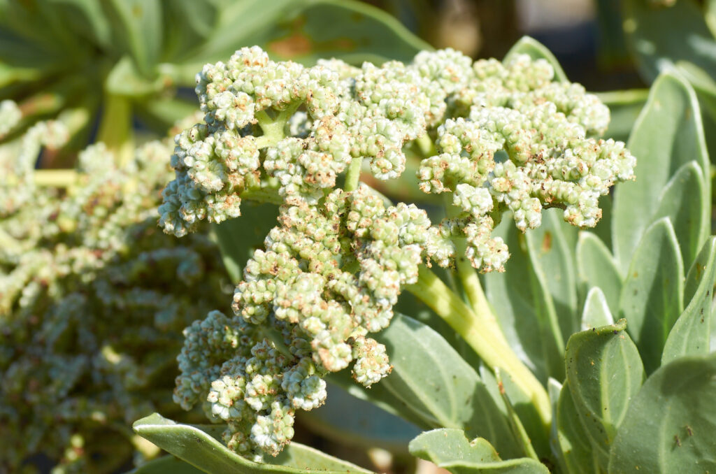 Heliotropium arboreum - Maurice