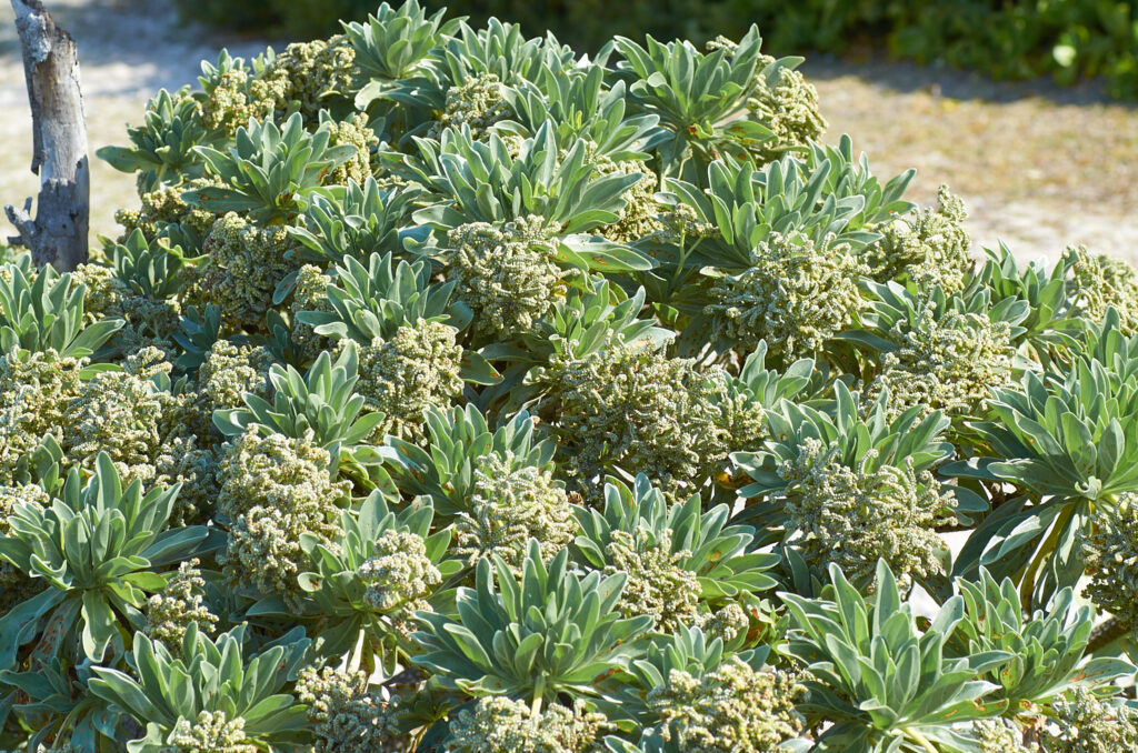 Heliotropium arboreum - Maurice