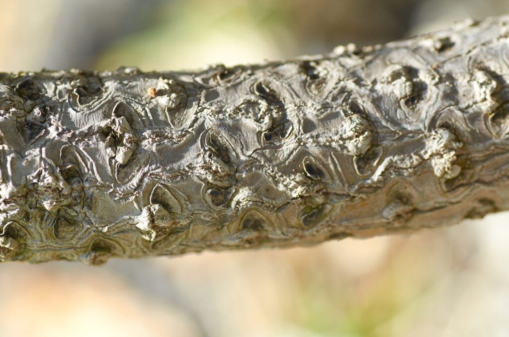 Heliotropium arboreum - Maurice