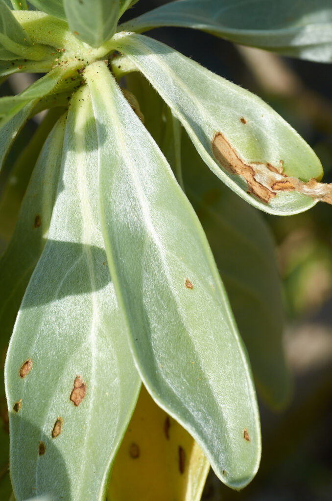 Heliotropium arboreum - Maurice