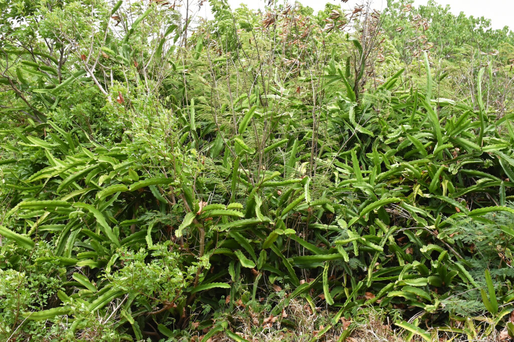 Selenicereus undatus - Maurice