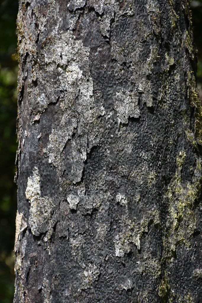 Diospyros tessellaria - Maurice