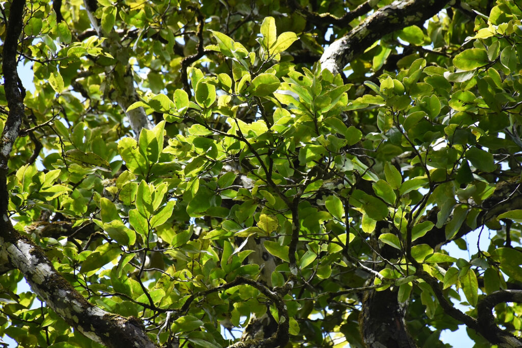 Diospyros tessellaria - Maurice