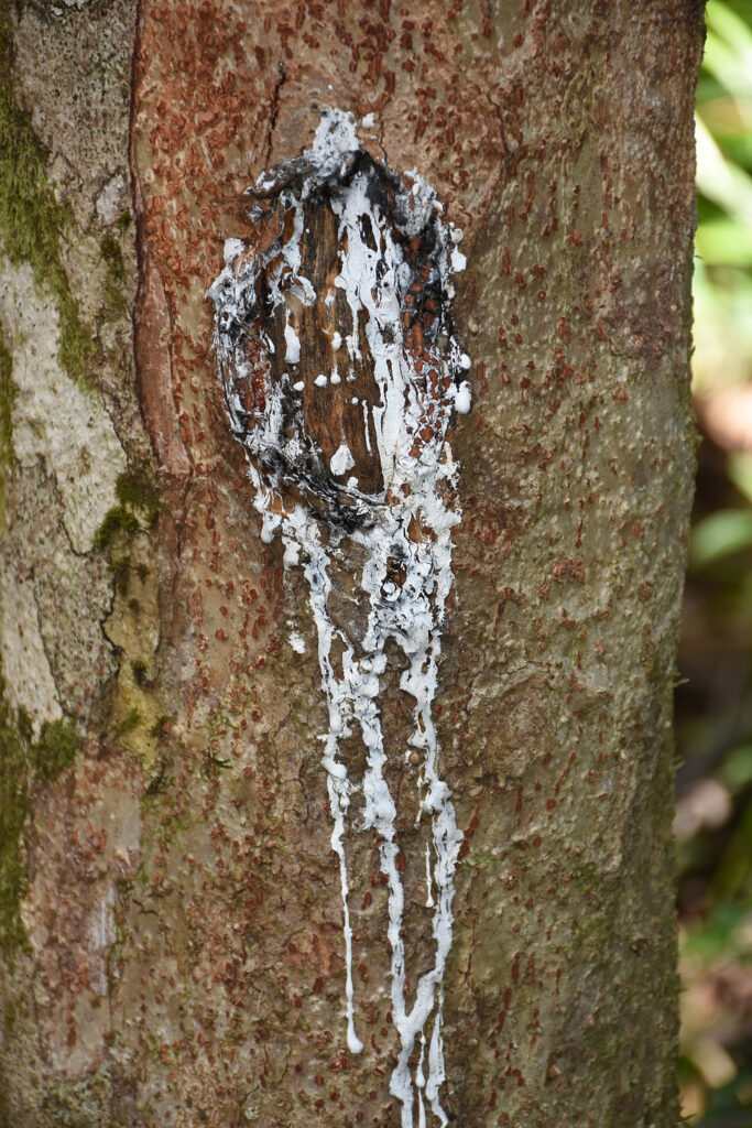 Canarium paniculatum - Maurice
