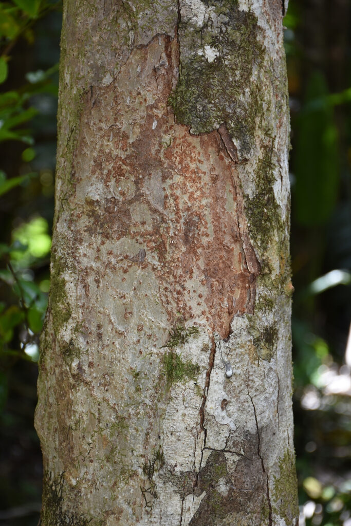 Canarium paniculatum - Maurice