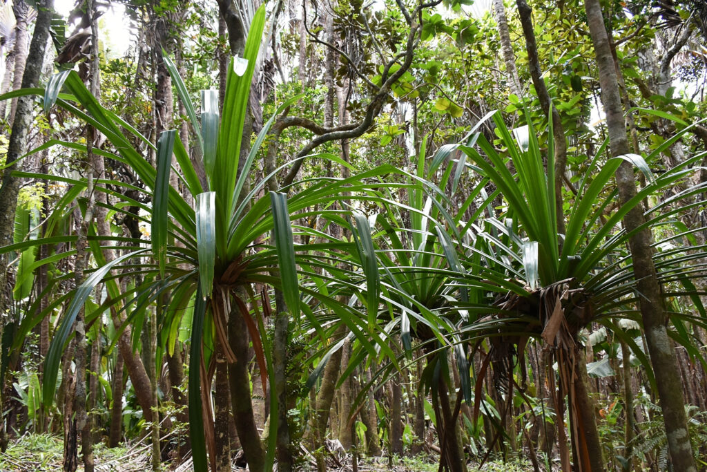 Pandanus iceryi - Maurice
