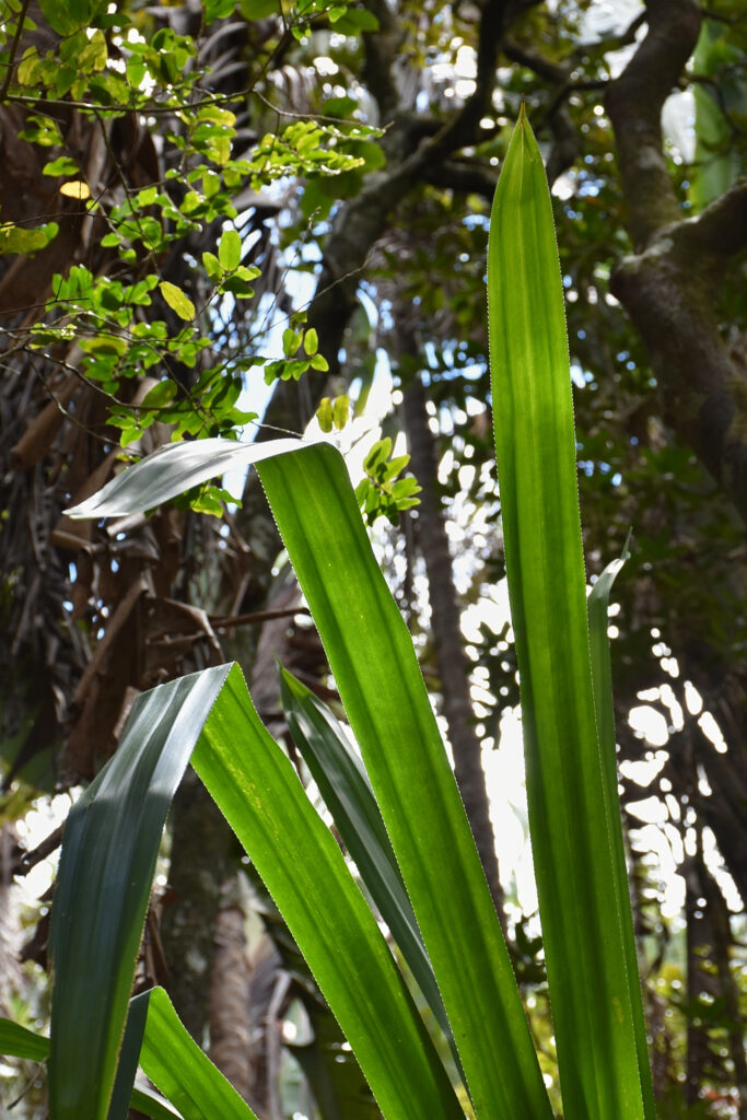 Pandanus iceryi - Maurice
