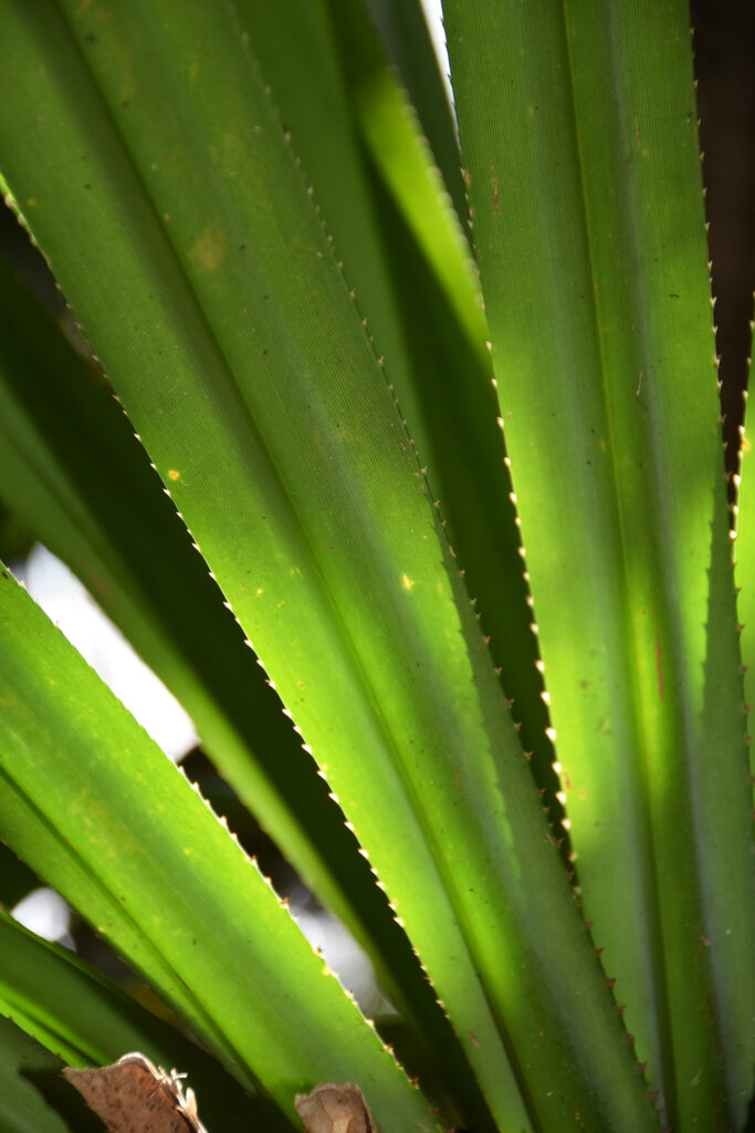 Pandanus iceryi - Maurice
