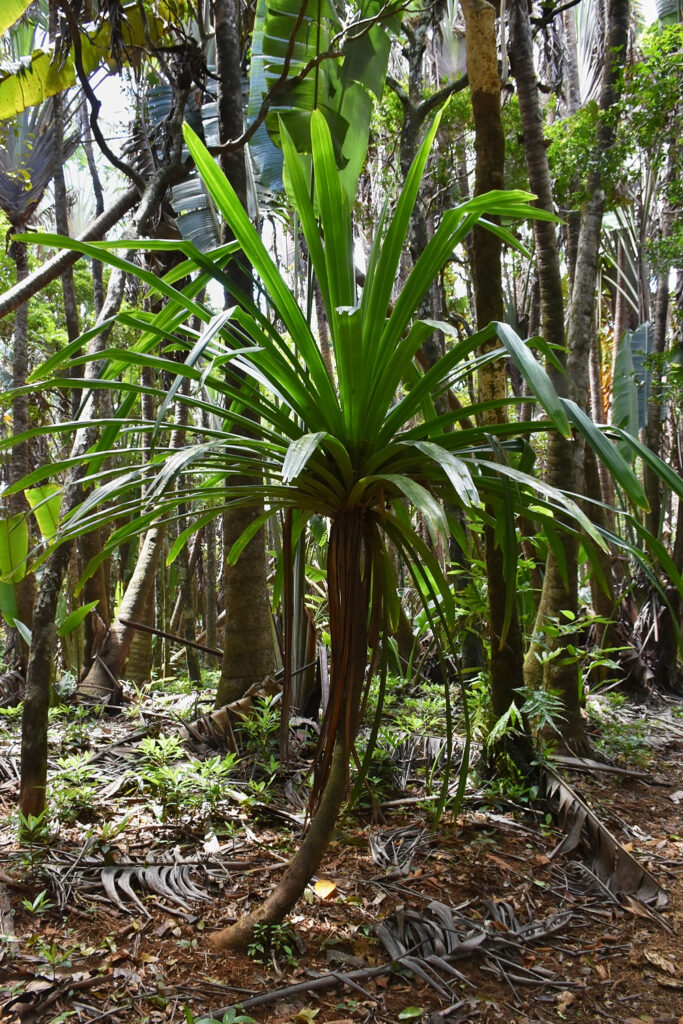 Pandanus iceryi -Maurice