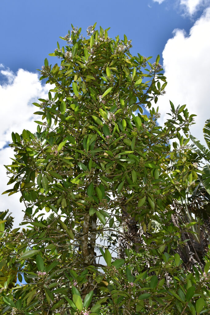 Ardisia elliptica - Maurice