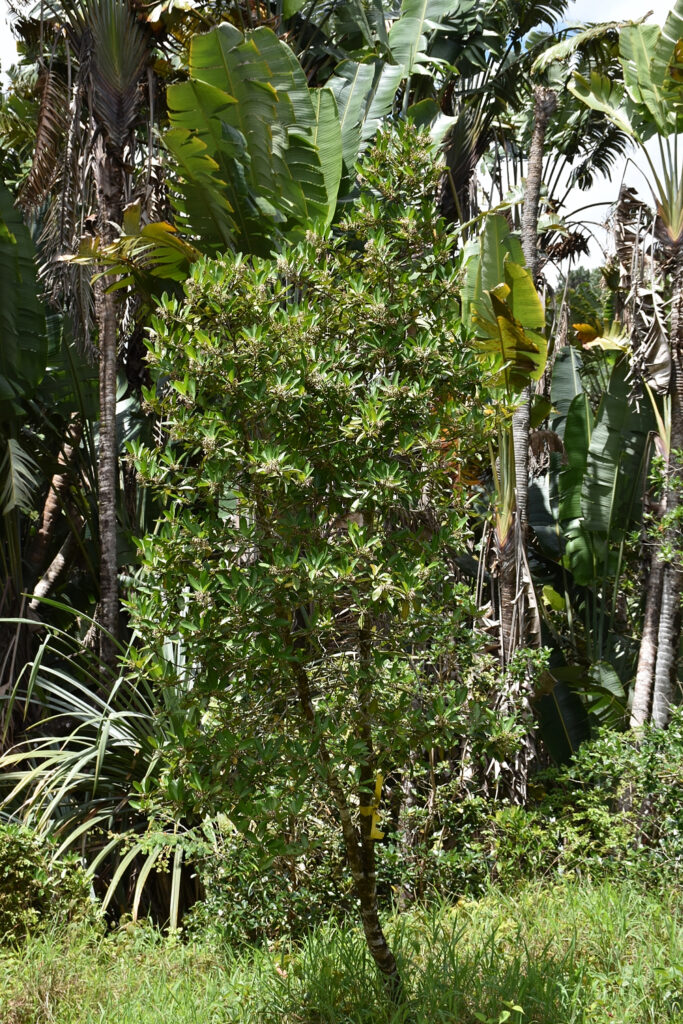 Ardisia elliptica - Maurice