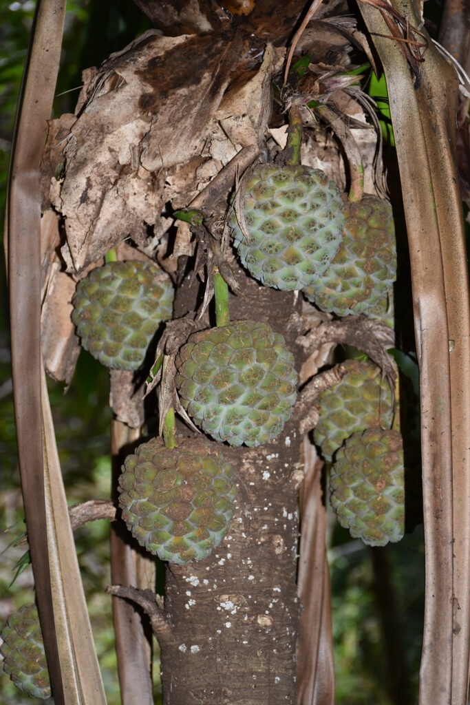 Pandanus iceryi - Maurice