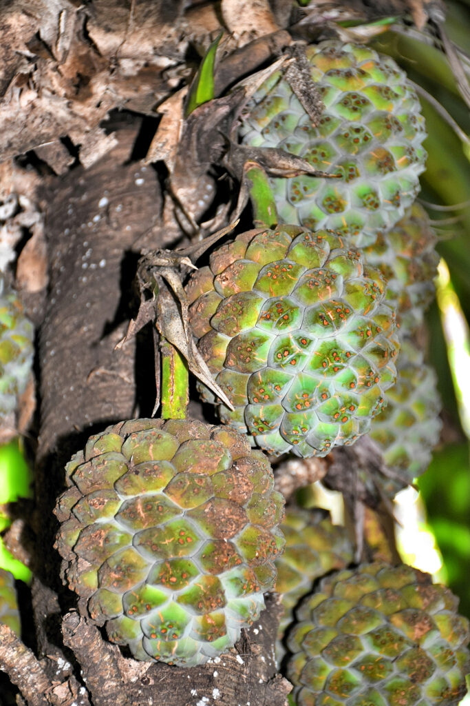 Pandanus iceryi - Maurice