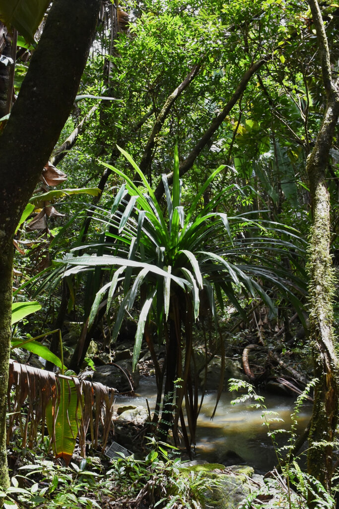 Pandanus iceryi - Maurice