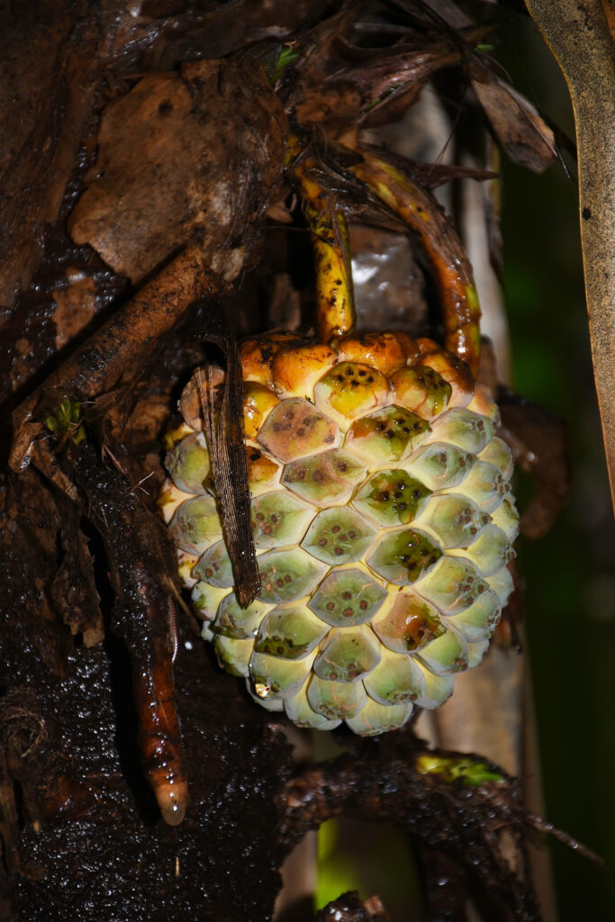 Pandanus iceryi - Maurice