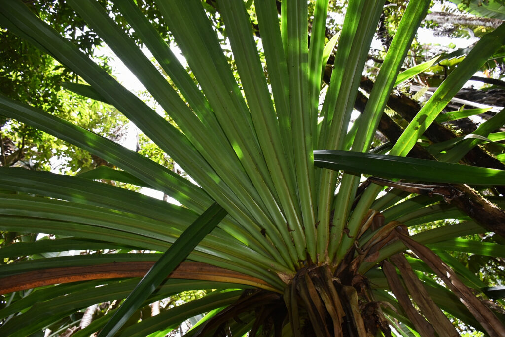 Pandanus iceryi - Maurice