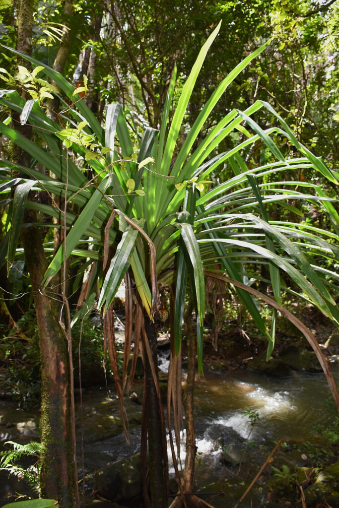 Pandanus iceryi - Maurice