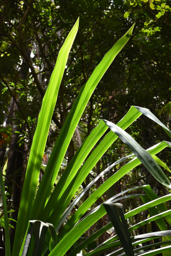 Pandanus iceryi - Maurice