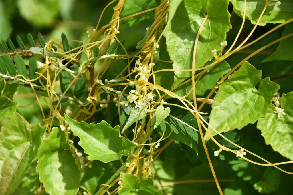 Cassytha filiformis - Maurice