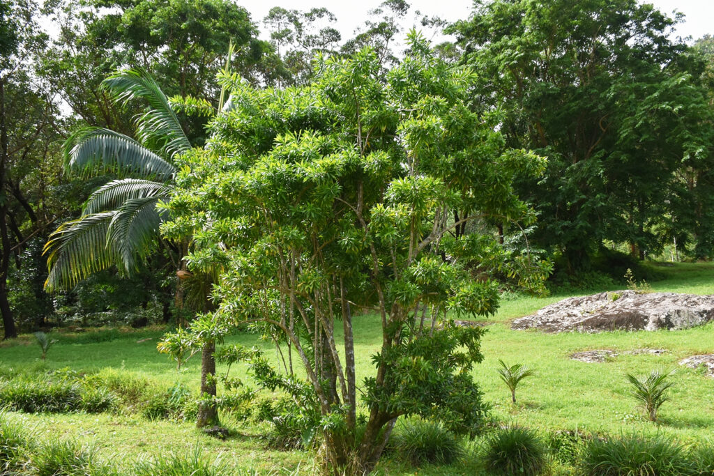 Dracaena reflexa - Maurice