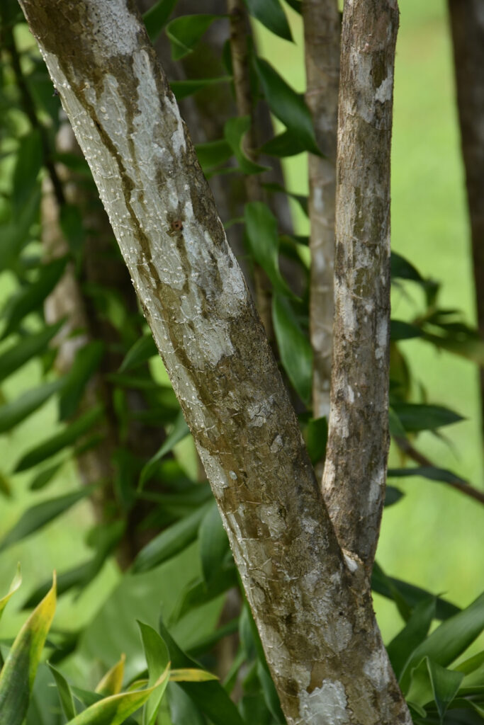 Dracaena reflexa - Maurice