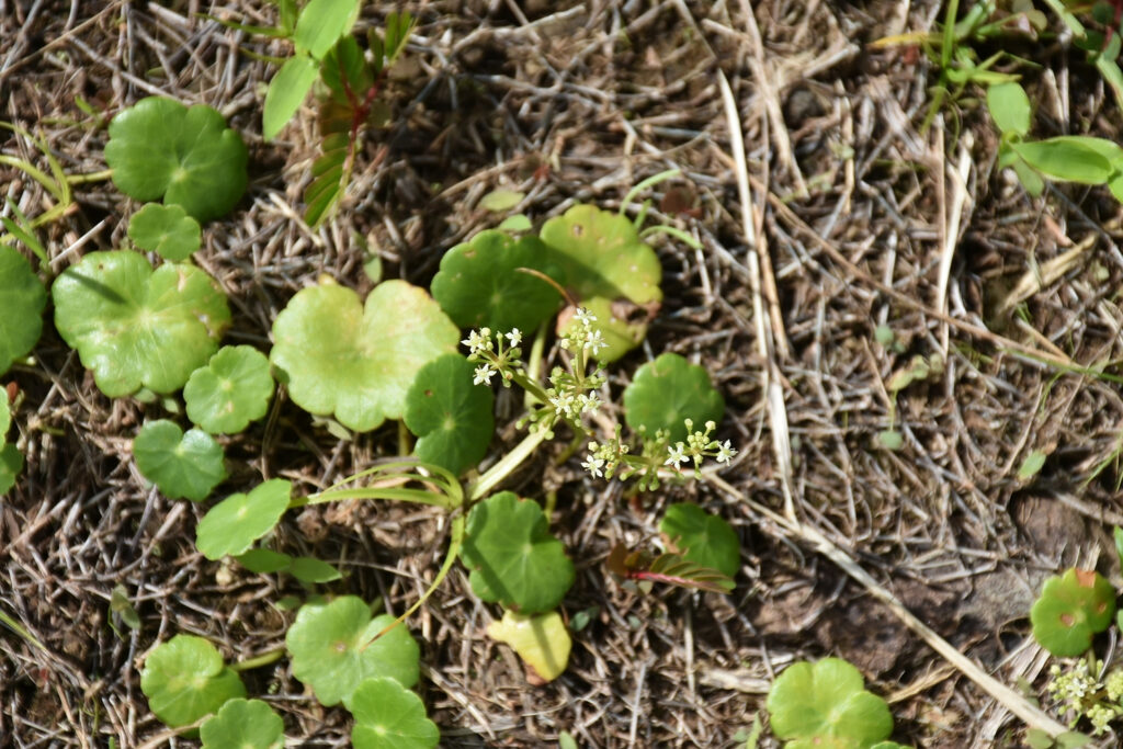 Hydrocotyle bonariensis - Maurice