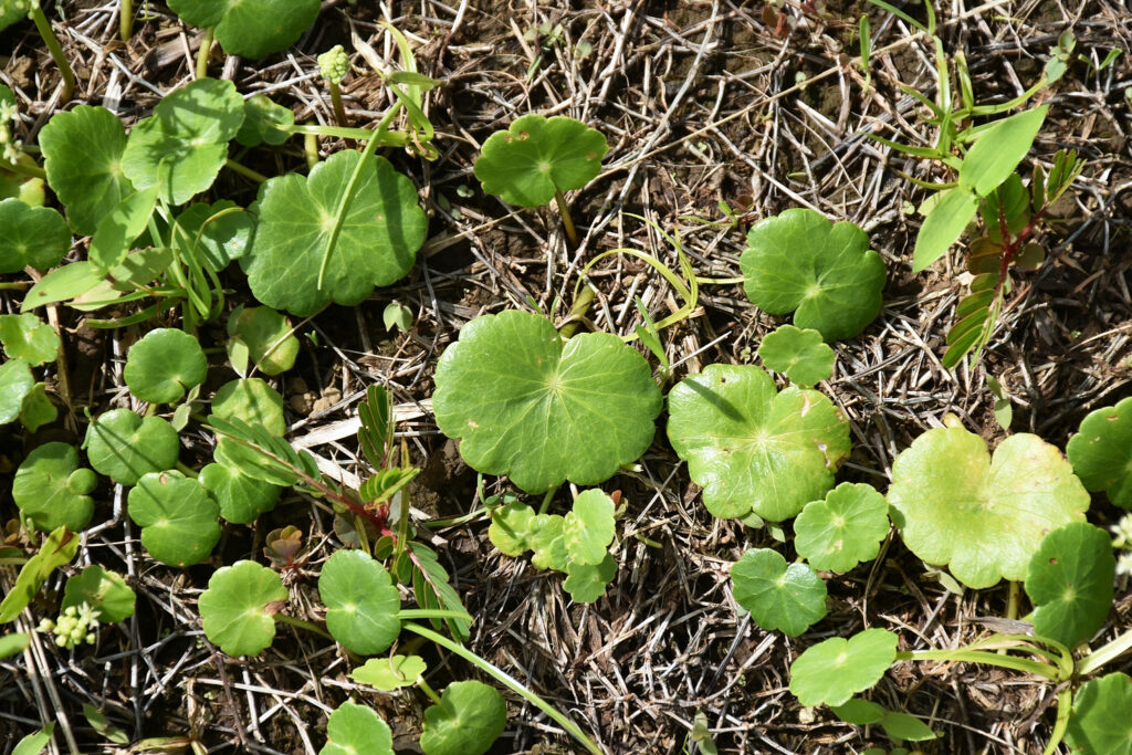 Hydrocotyle bonariensis - Maurice