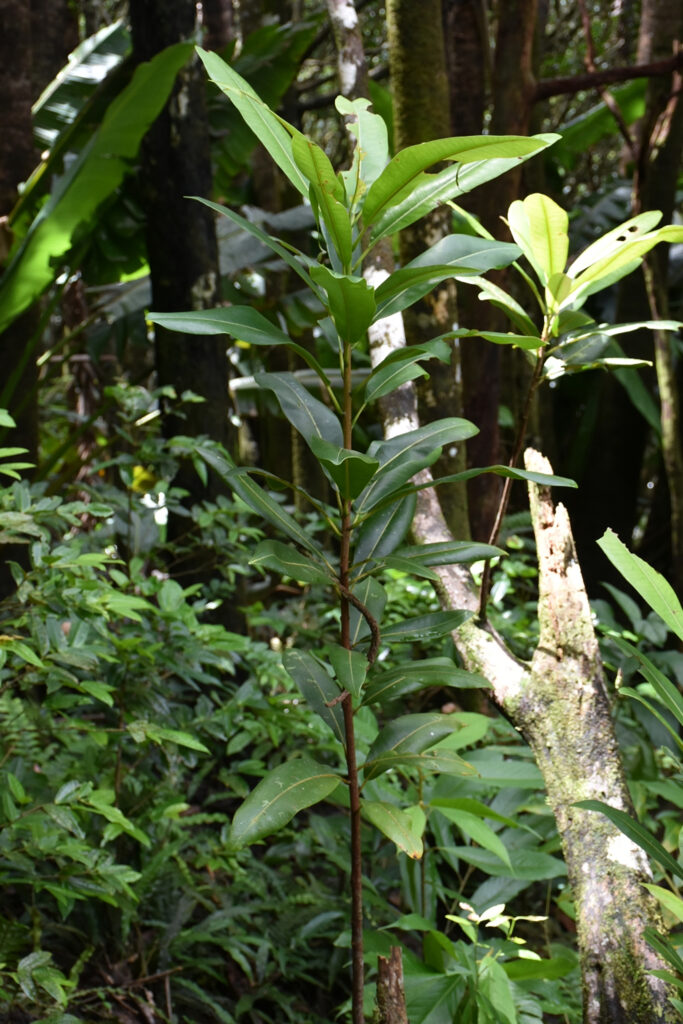 Sideroxylon grandiflorum - Maurice
