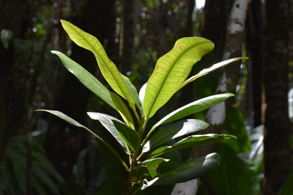 Sideroxylon grandiflorum - Maurice