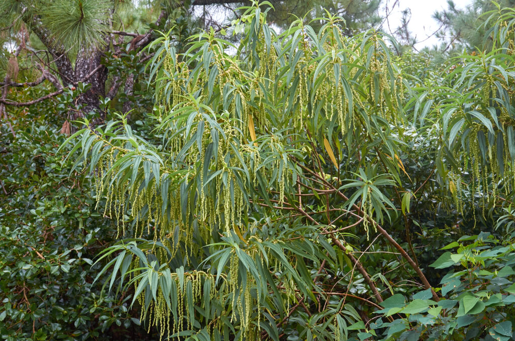 Boehmeria penduliflora - Maurice