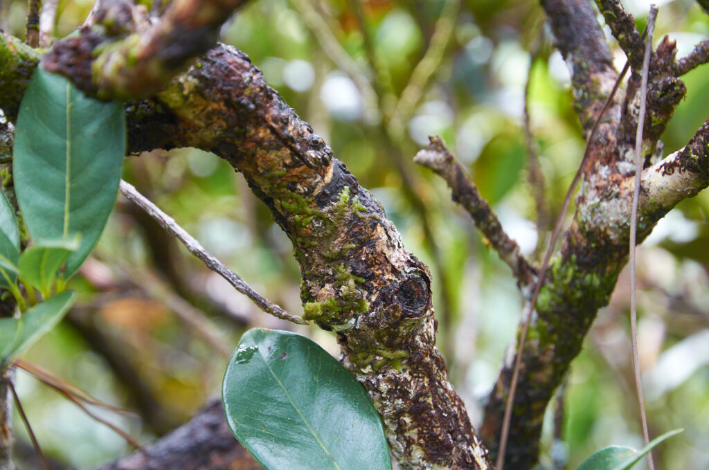 Calophyllum eputamen - Maurice