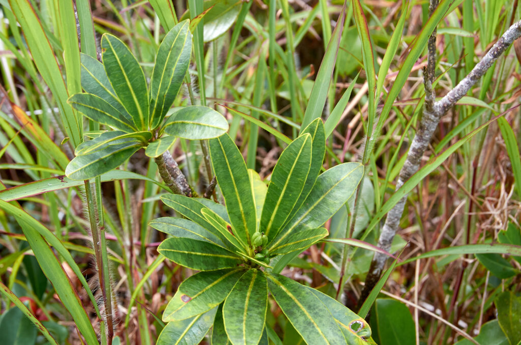 Stillingia lineata subsp. lineata - Maurice