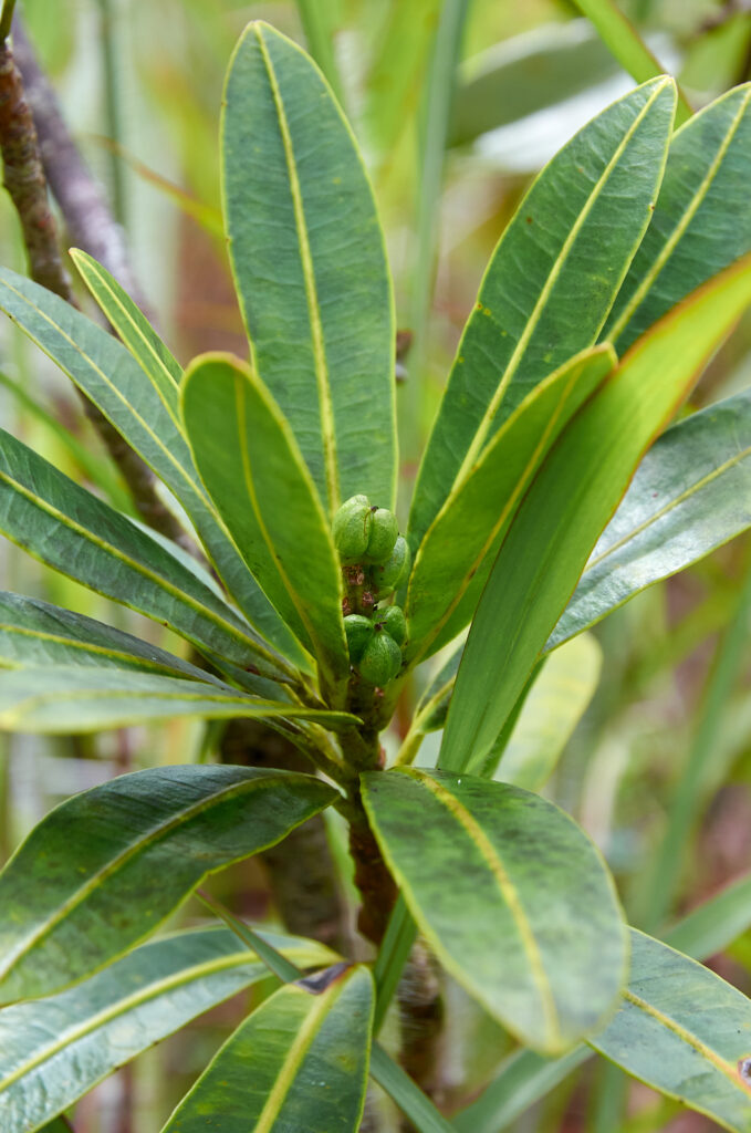 Stillingia lineata subsp. lineata - Maurice
