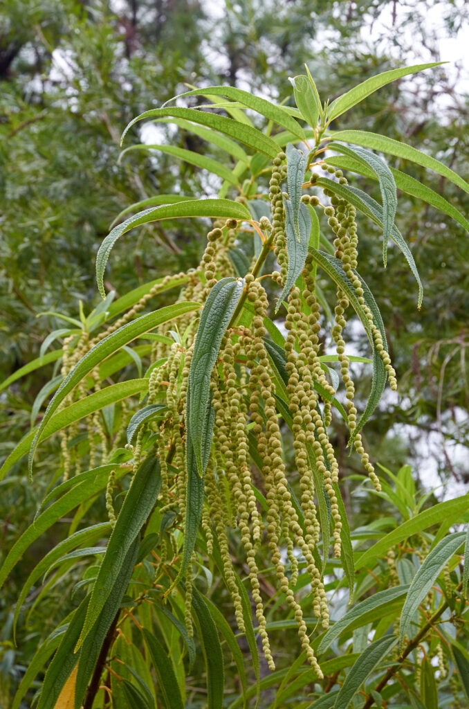 Boehmeria penduliflora - Maurice