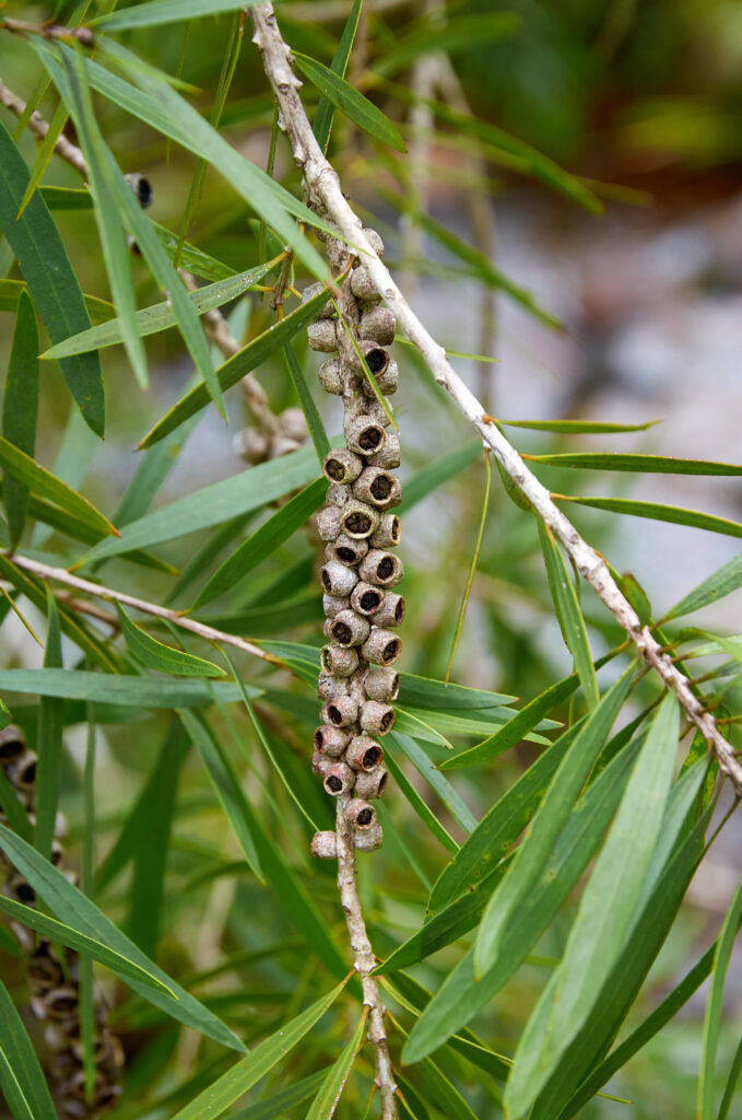 Melaleuca citrina - Maurice