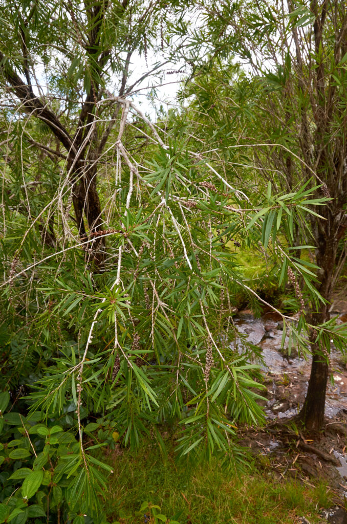 Melaleuca citrina - Maurice